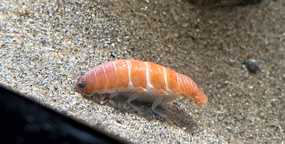 изопод, лапки, глаза-бусинки, фото