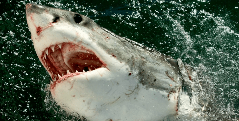 Акула, белая акула, большая белая акула, хищник, острые зубы, пасть акулы,