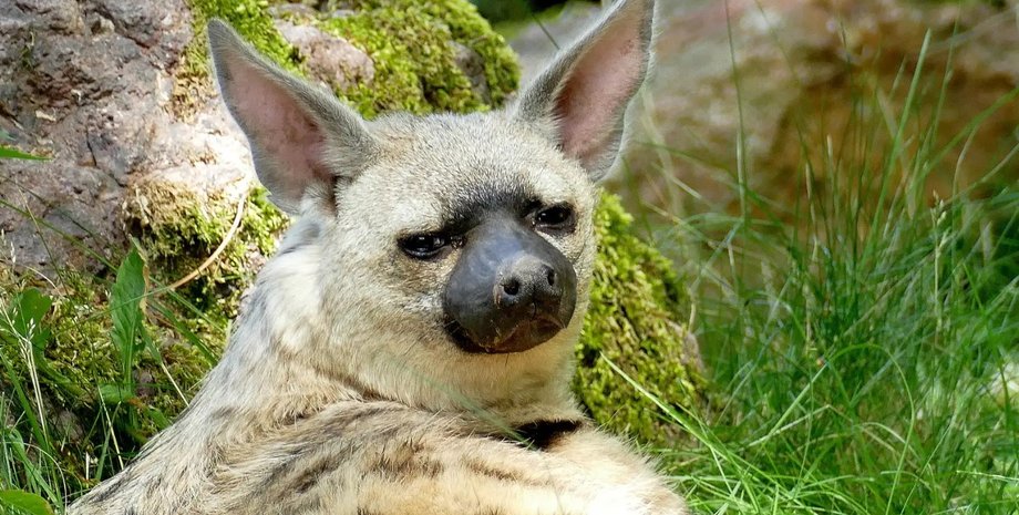 земляний вовк, дивовижні тварини, незвичайні тварини, рідкісні тварини