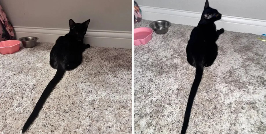 Черный котенок по кличке Зур сидит на ковре, пользователи удивлены его длинным хвостом