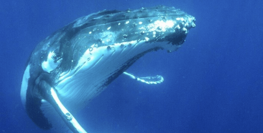 дайвер и горбатый кит