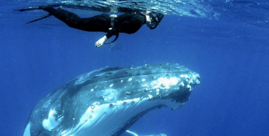 дайвер і горбатий кит