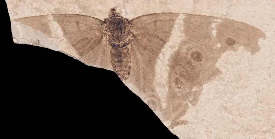 Вчені знайшли скам'янілість метелика-імператора