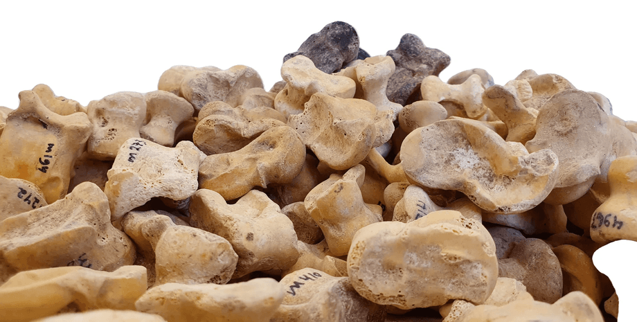 кістки, білий фон, фото