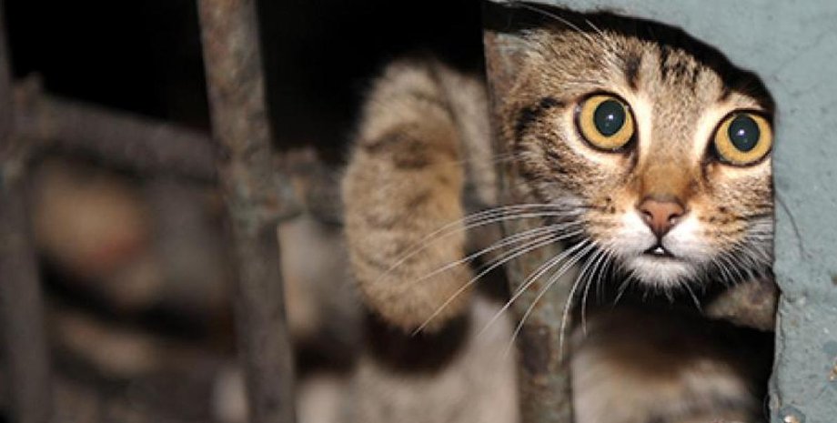 Фото из открытых источников