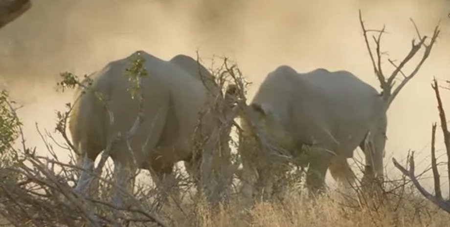 ЮАР, Носорог, Схватка, Туристы, Заповедник
