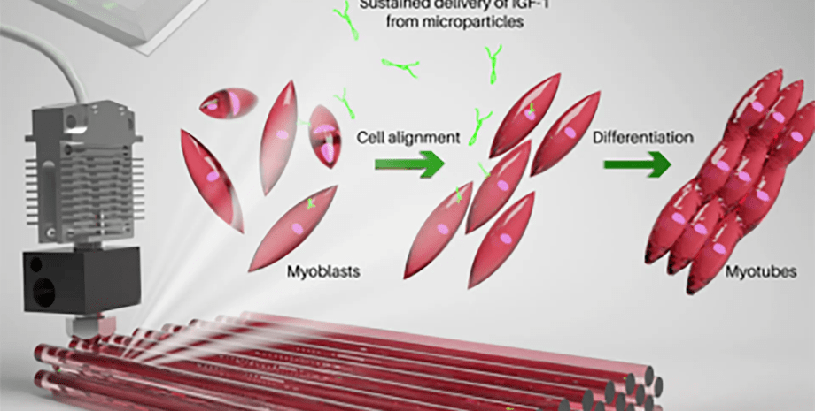 мышцы мышцы, мышечные клетки, биочернила