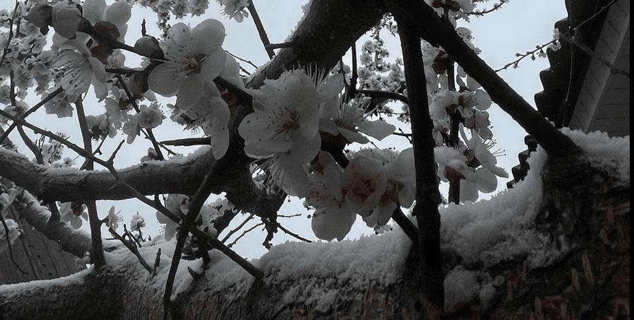 погода на завтра, погода 9 мая, наталка диденко, прогноз погоды, погода в Киеве, снег в Украине