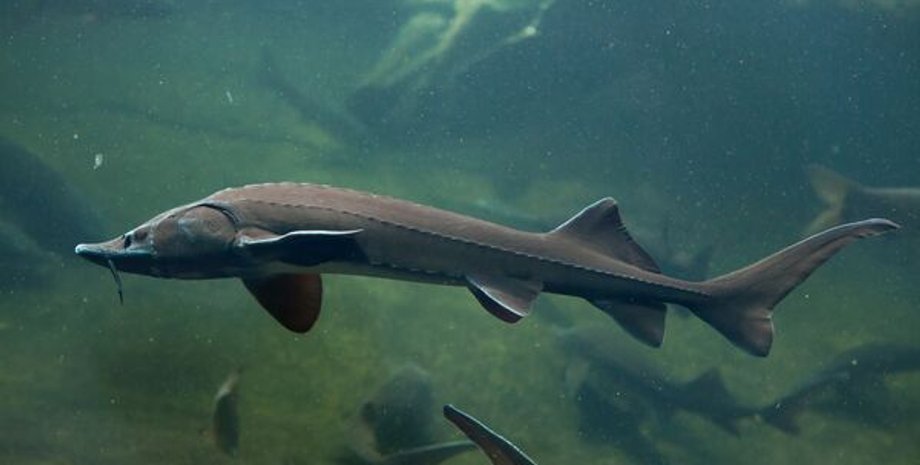 Озерний осетр