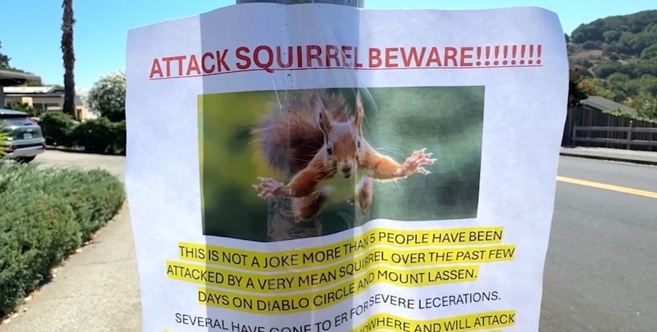Листовка на столбе с предупреждением об агрессивной белке, напавшей на нескольких жителей