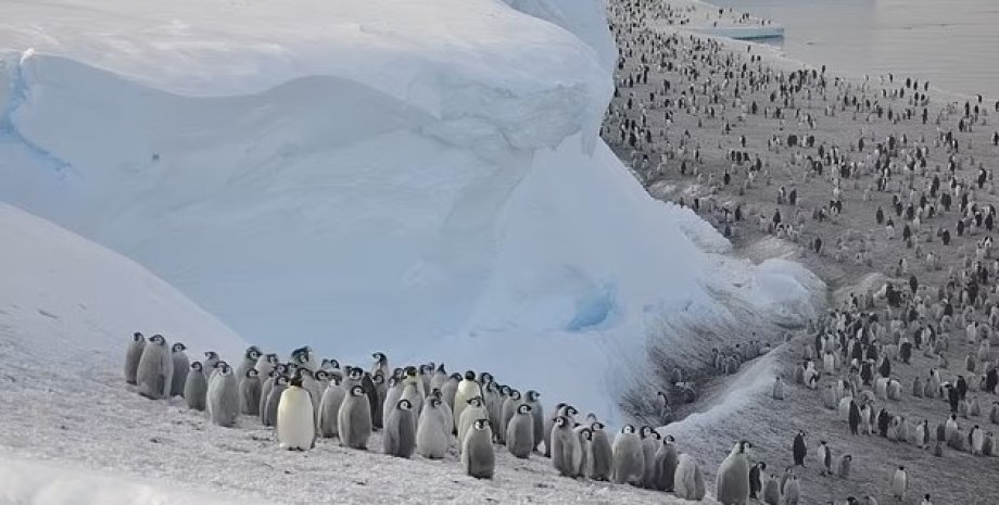 колония пингвинов