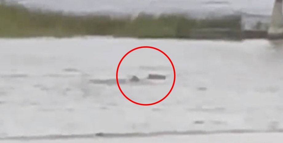 Відео з вуличною акулою, акула плаває на вулиці, акули у Флориді, Акула запливла