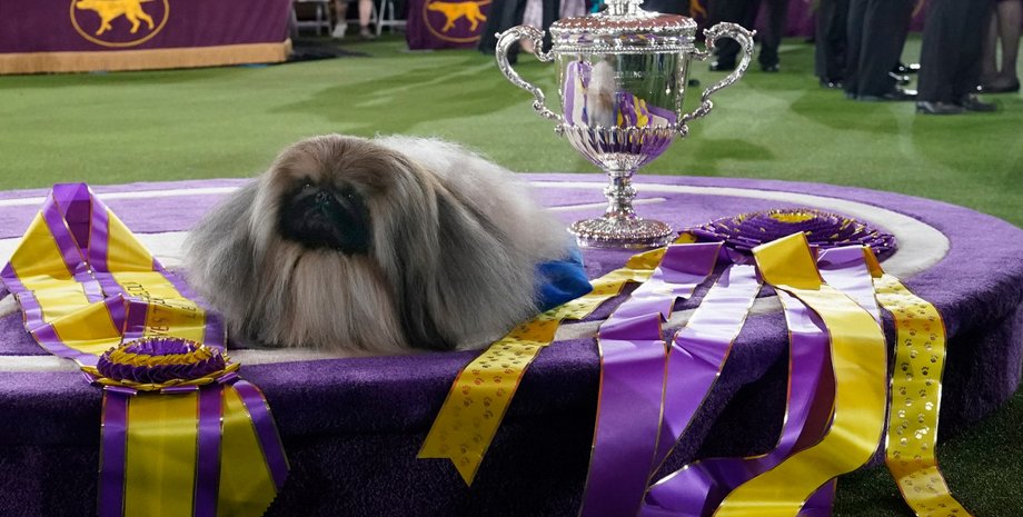 пекинес Васаби, хозяин, Дэвид Фицпатрик