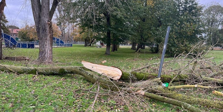 дерево, шторм, ураган