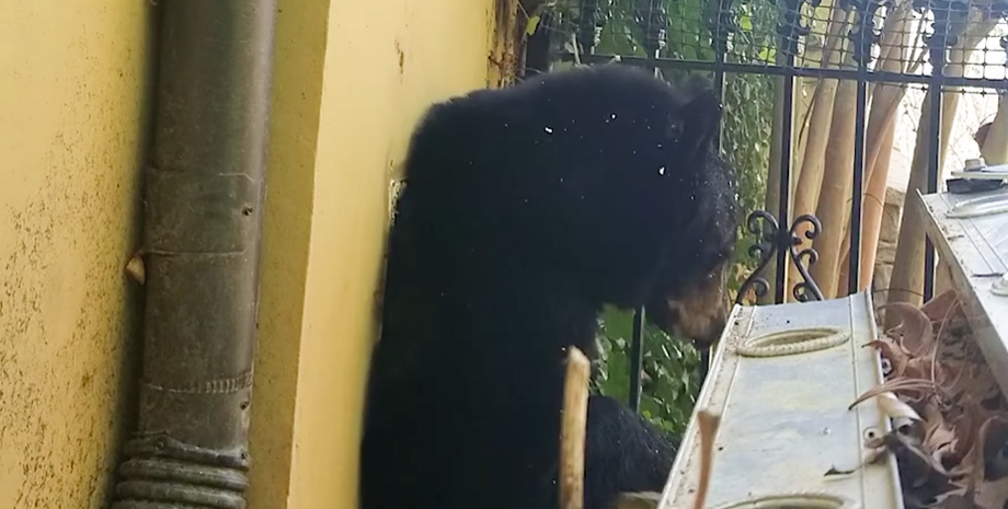 Ведмедиця зимувала у будинку в США, курйоз, звірі, тварини, приколи, цікаві випадки