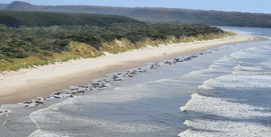 Выброс китов на берег