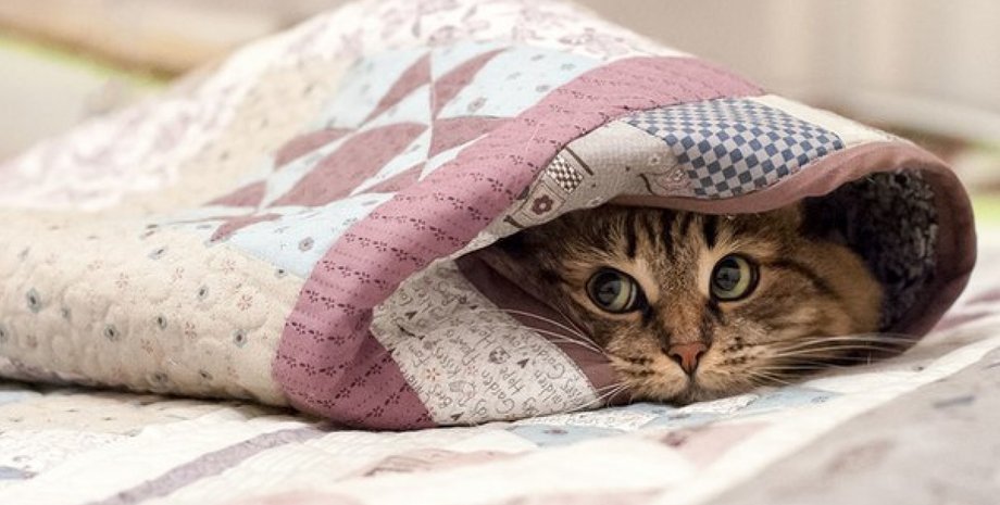 Фото с сайта Українські Новини