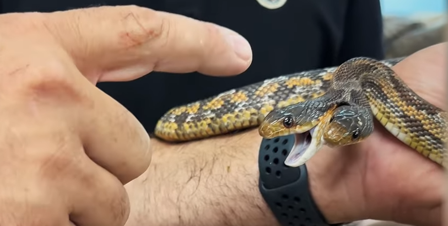 Двоголова змія з різними характерами, генетичні мутації, аномалії, тварини, рептилії, знахідки, США, відео