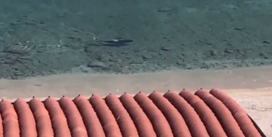 Фото: Скриншот