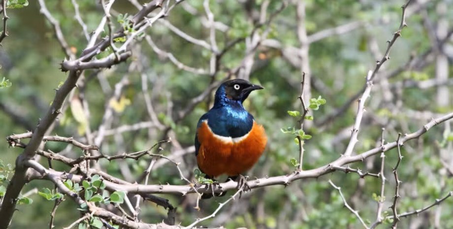 африканський шпак