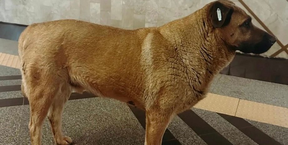 На пса Мішу поскаржився догхантер Святогор