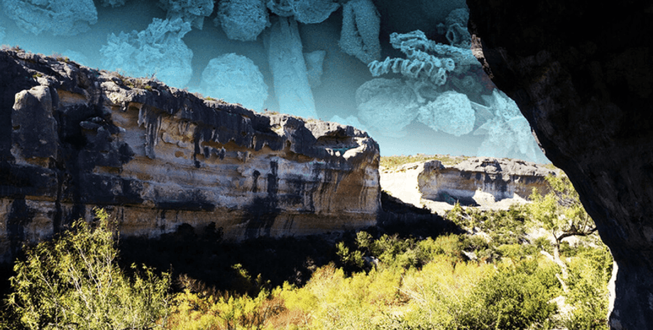 хвороба, паразит, запор, фекалії, життя, кишкова система, тіло, білки, кишка, Техас, останки, чоловік, смерть