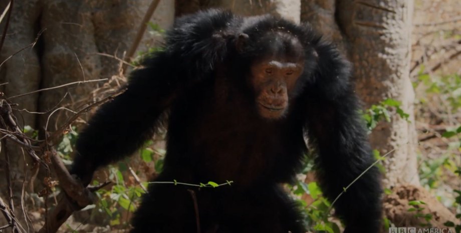 шимпанзе, самец шимпанзе, альфа шимпанзе