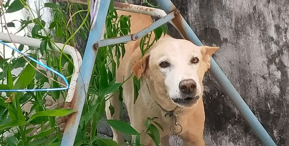 Собака, вихованець, тварина, ловці тварин,