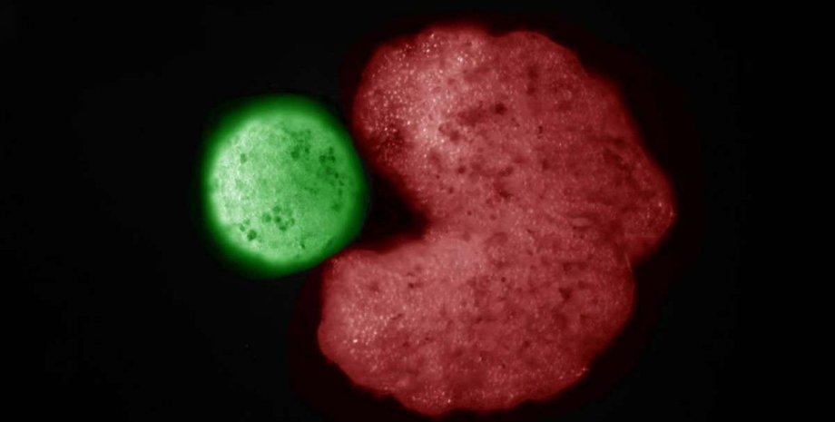 стовбурові клітини, ксеноботи, фото