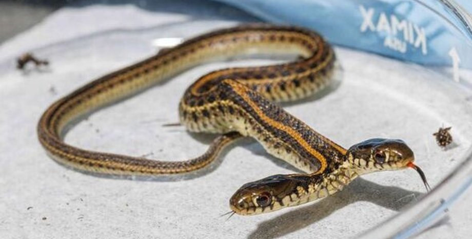 двуглавая змея, стекло, фото