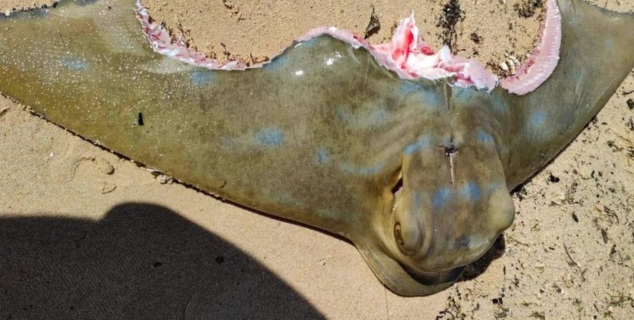 тупорылая акула