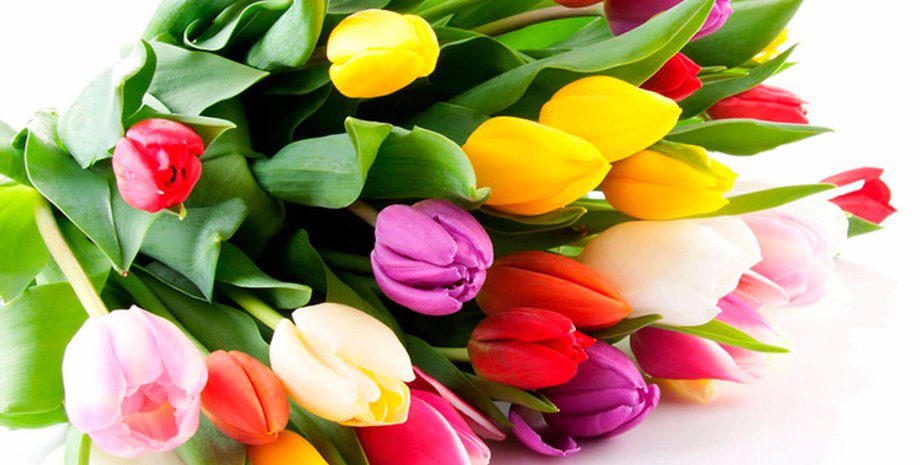 циета, тюльпани