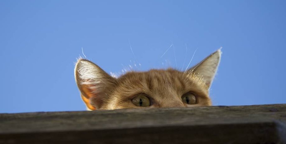 кошка, шпионаж, фото