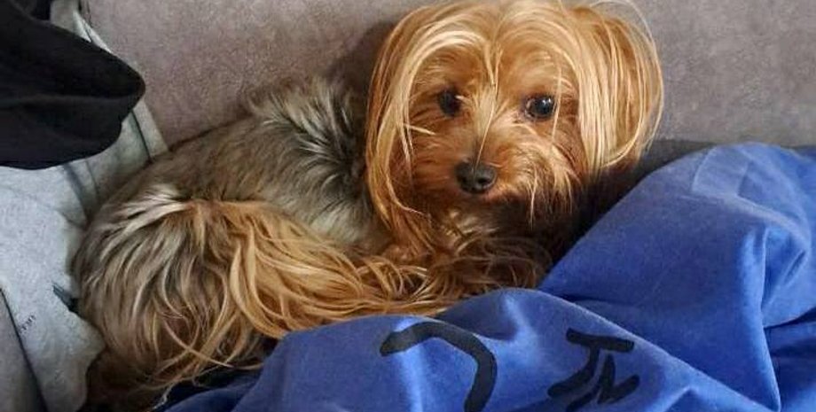 пес Ричард, собака Ричард