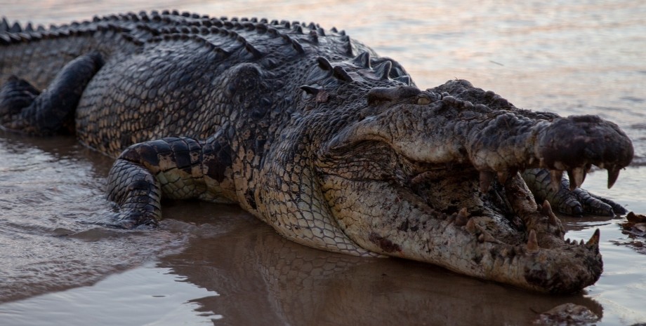Крокодил, рептилия, огромный крокодил, 70 крокодилов, сбежали с фермы, наводнение в Китае, проливные дожди, озеро, ферма