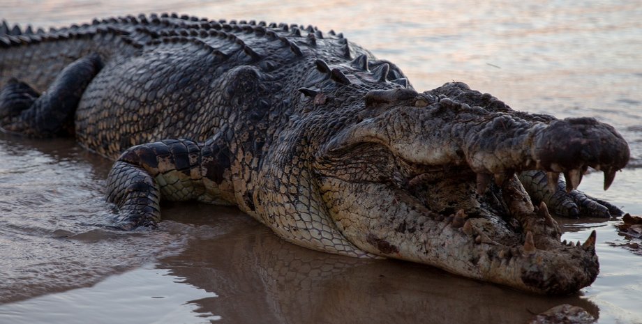 Крокодил, рептилія, величезний крокодил, 70 крокодилів, втекли з ферми, повінь у Китаї, проливні дощі, озеро, ферма