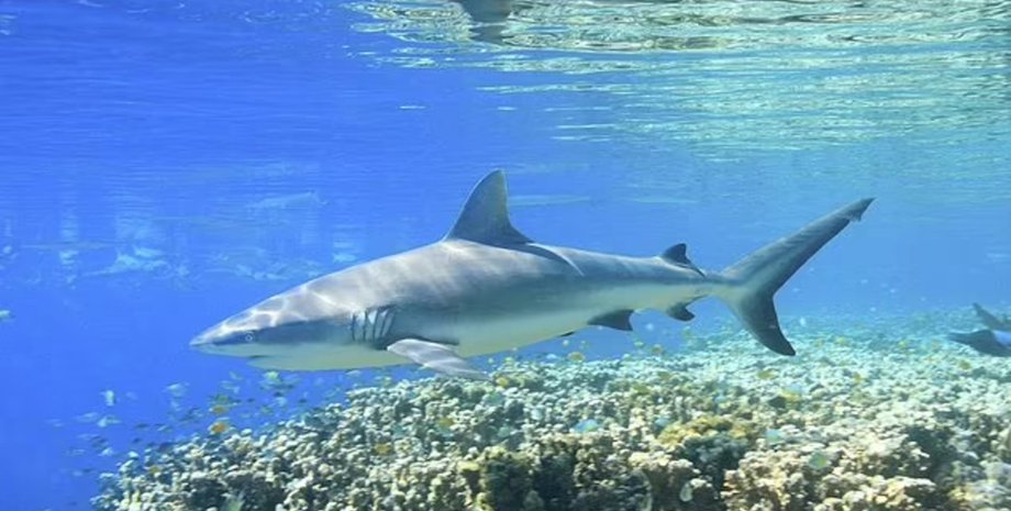 нападение акул