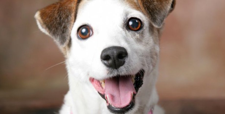 Фото: ukranews.com