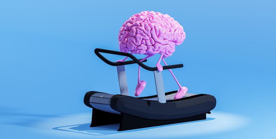 мозг, мышцы, дендриты, клетки, молекулы, клетки мозга, белок, юнктофилины, нейрон, мембрана, кальций