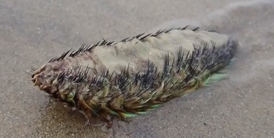 Морская мышь, морской червь, морской обитатель, морское существо, необычное существо, напугало людей, похоже на инопланетянина