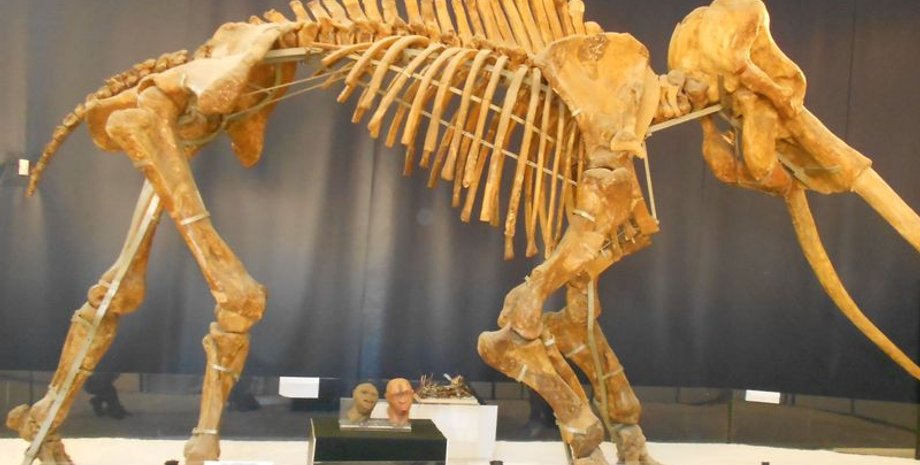 неандертальці, кістки, Європа, слон, полювання, палеолоксодон, тварина, дослідники, розмір, зброя, племена, здобич, хижак, рештки, культура, інструменти