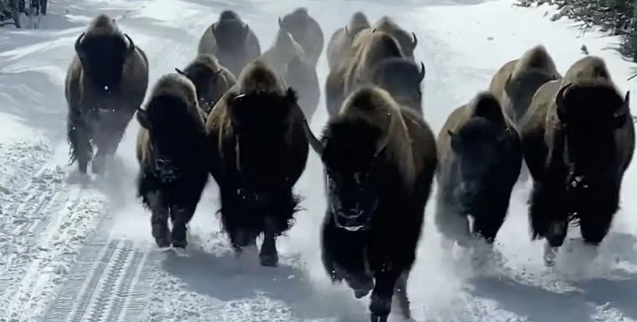 Бізони, єллоустоун, національний парк, туристи