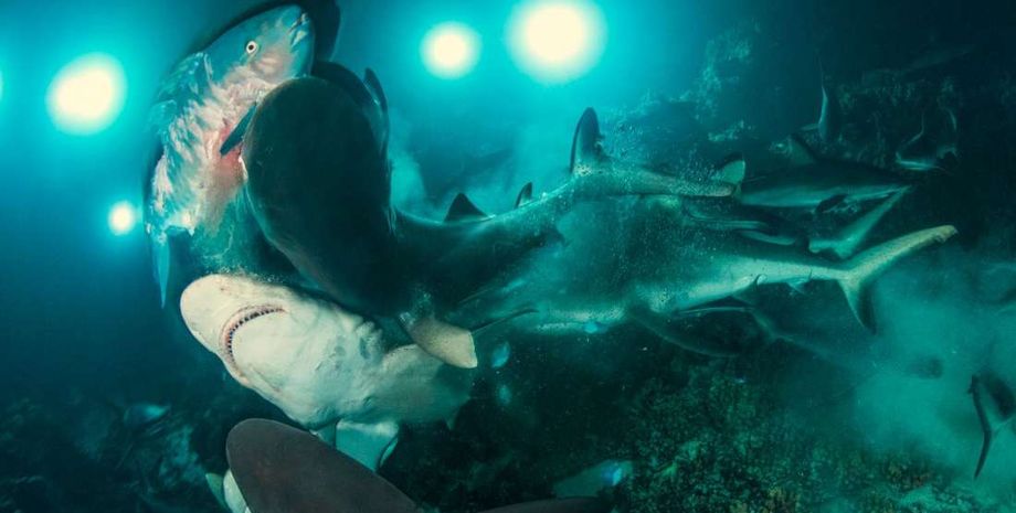 Фото: Richard Barnden / UPY2019