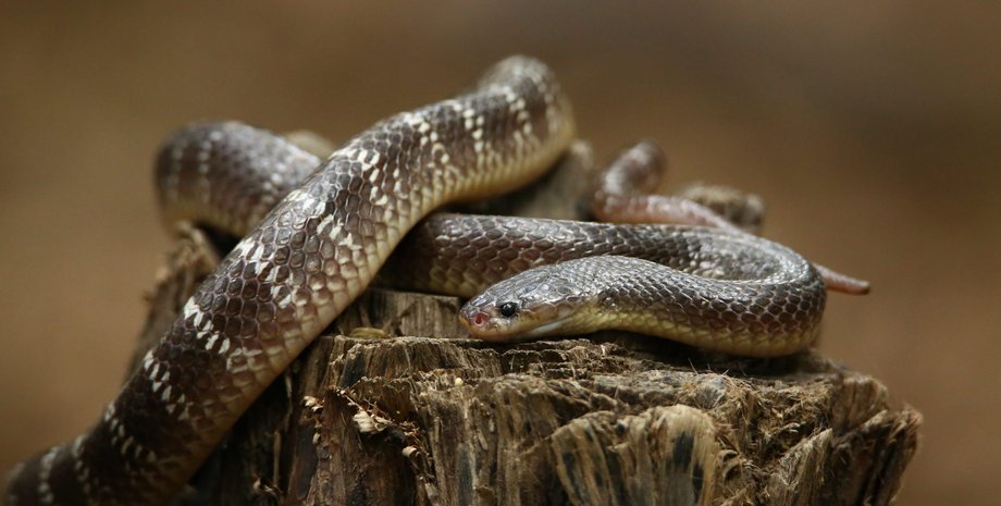 Ядовитая змея, индийский крайт, ползучие, рептилия, съел ядовитую змею, здоровье ухудшилось, играли в игру, попал в больницу