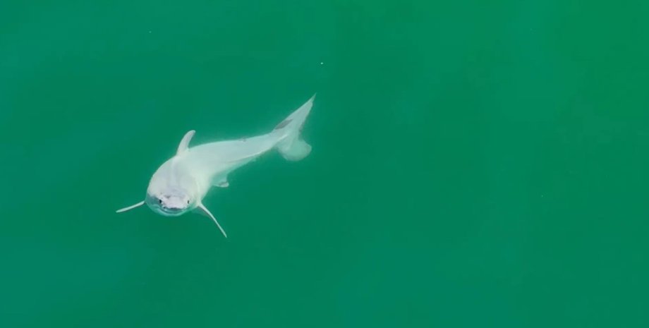большая белая акула, большая белая акула детеныш