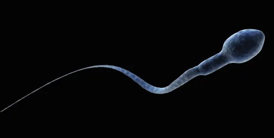 сперматозоид