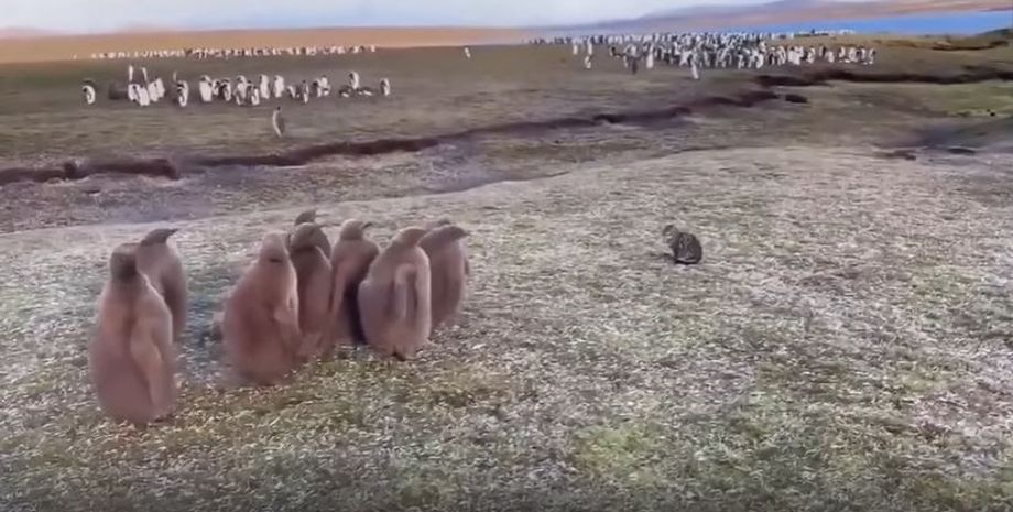 Реакція пінгвінів на островах на домашнього кота стала вірусною, як тварини відреагували на пухнастика