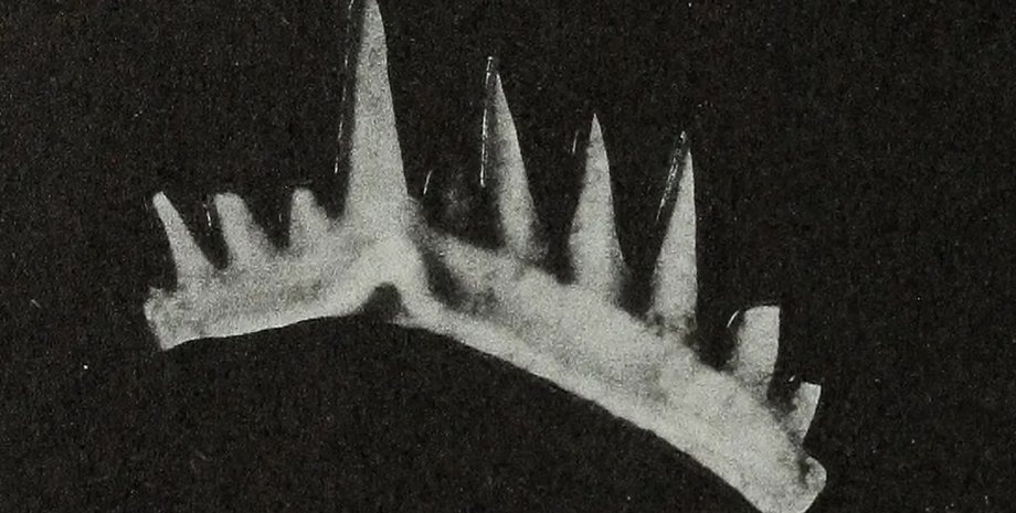 зубы, конодонт