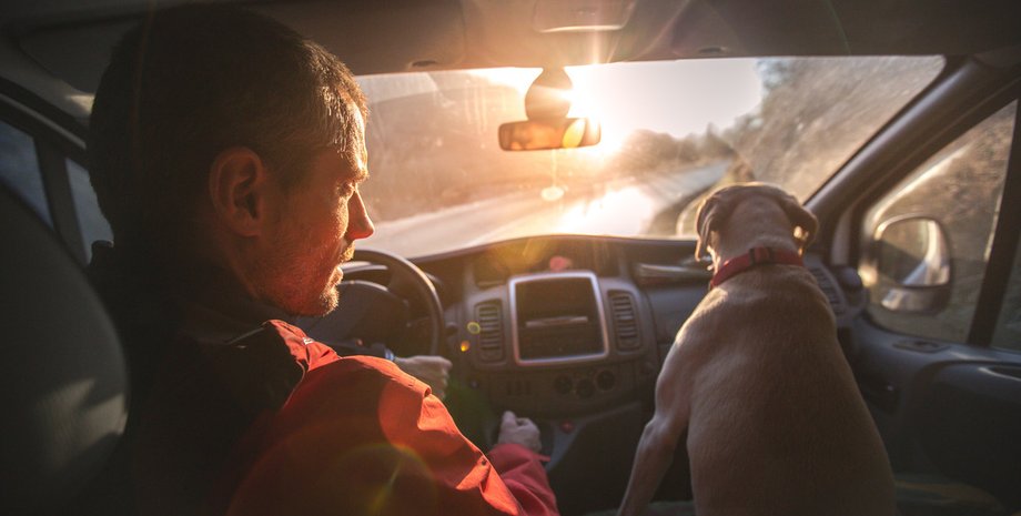 Мужчина посадил на переднее место собаку вместо девушки: его раскритиковали в сети