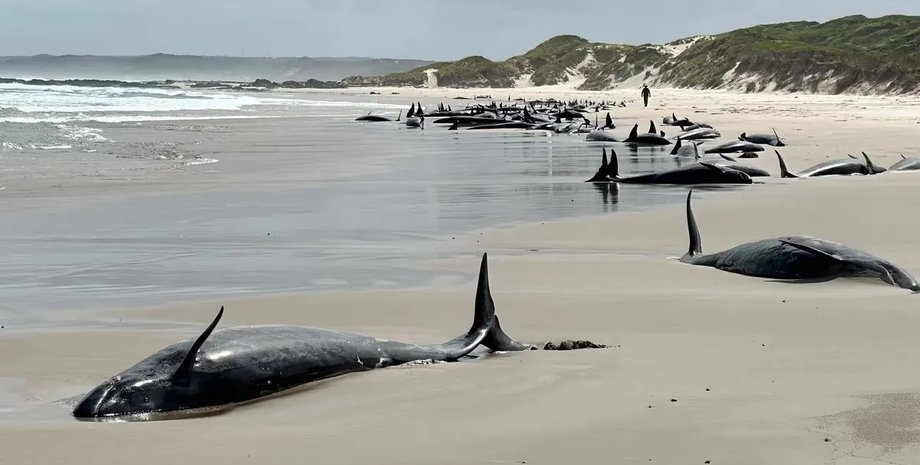 косатки, ложные косатки, китообразные выбросились на берег